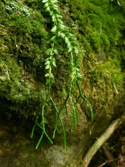 Phlegmariurus aqualupianus