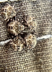 Pentatomini