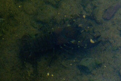 Pacifastacus leniusculus