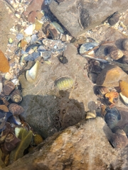 Lepidochitona cinerea