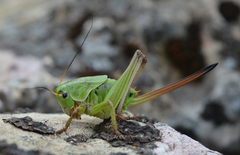 Psorodonotus macedonicus