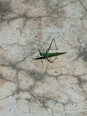 Orthoptera