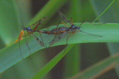 Ptychoptera contaminata
