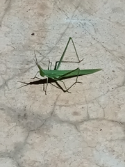 Orthoptera