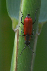 Anthocomus rufus