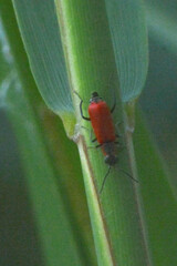 Anthocomus rufus