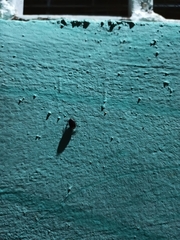 Insecta