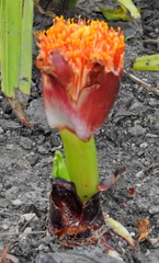 Scadoxus