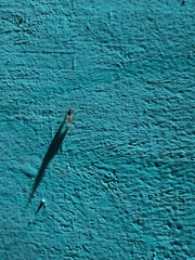 Insecta