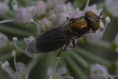 Riponnensia splendens