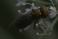 Riponnensia splendens