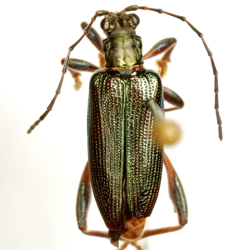 Webbed Aquatic Leaf Beetle