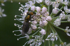 Riponnensia splendens