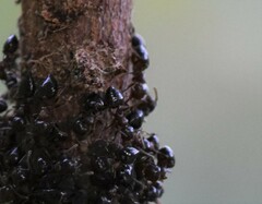 Crematogaster cerasi