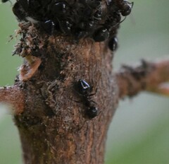 Crematogaster cerasi