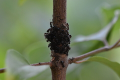 Crematogaster cerasi