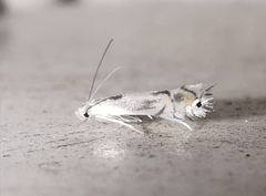 Phyllocnistis unipunctella