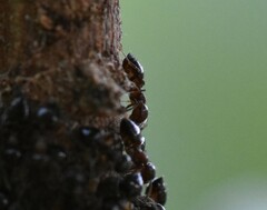 Crematogaster cerasi