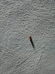 Insecta
