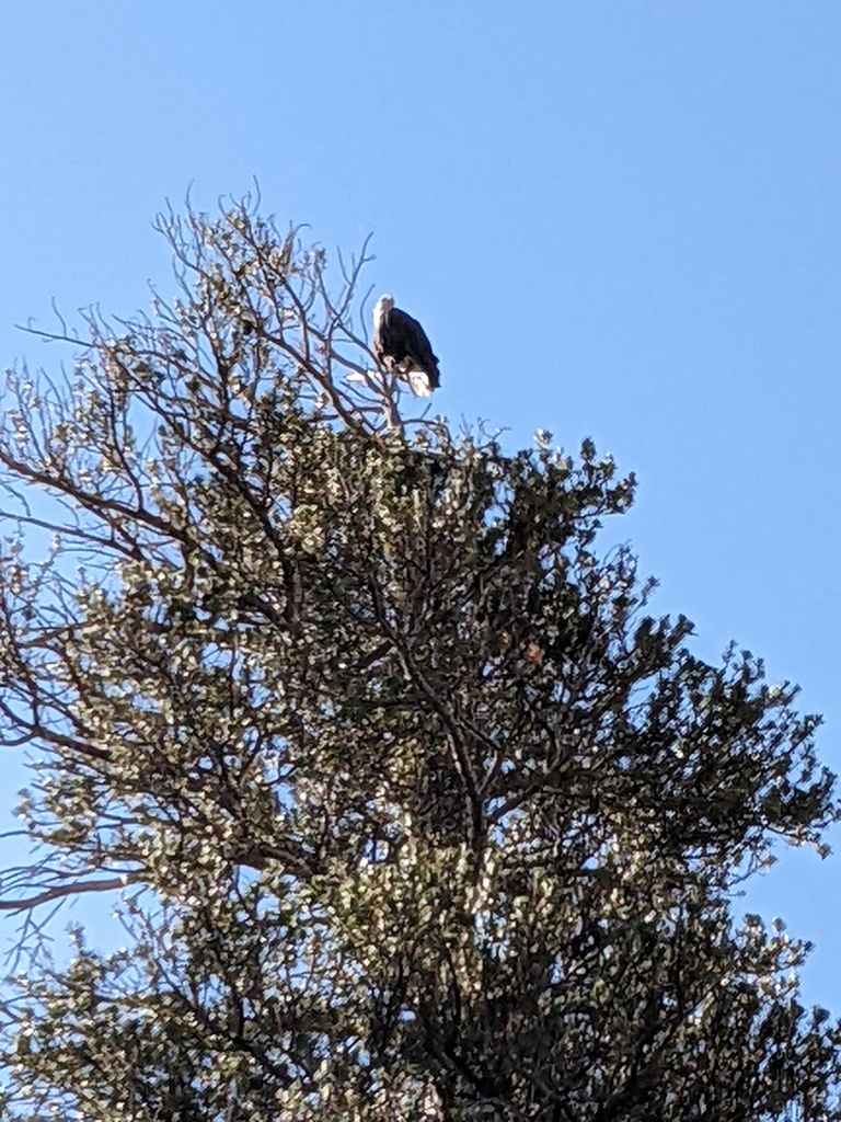 Bald Eagle from Nelson Lake, California, USA on July 30, 2022 at 09:37 ...