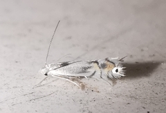 Phyllocnistis unipunctella