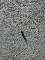 Insecta