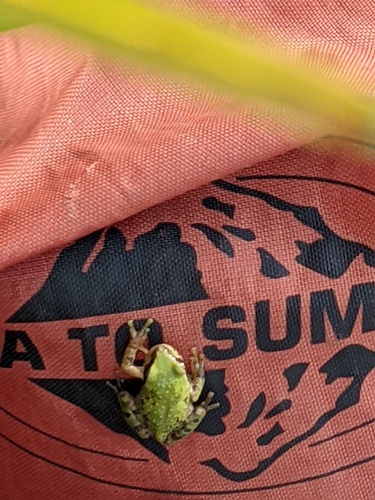 iNaturalist observation photo of Pacific chorus frog
