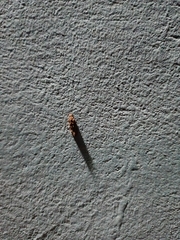 Insecta