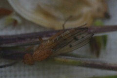 Opomyza florum