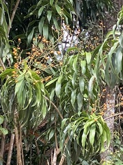Dracaena angustifolia