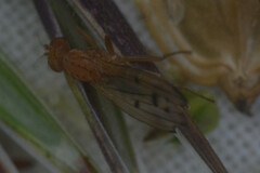 Opomyza florum
