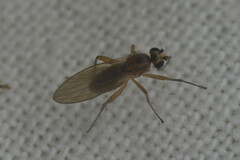 Lonchoptera