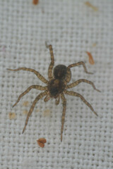 Araneae