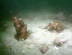 Solenastrea hyades