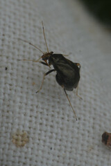 Heteroptera