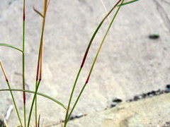 Aristida diffusa