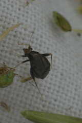 Heteroptera