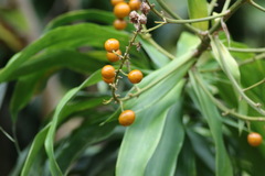 Dracaena angustifolia