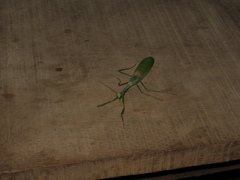 Stagmatoptera binotata