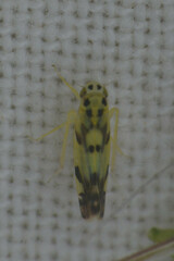 Auchenorrhyncha