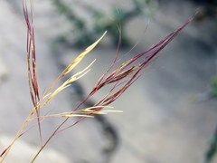 Aristida diffusa