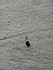 Lepidoptera