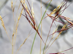 Aristida diffusa