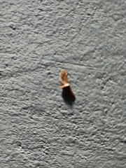 Lepidoptera