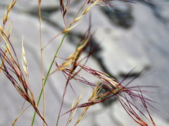 Aristida diffusa