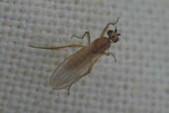 Lonchoptera