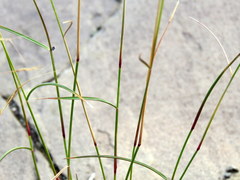 Aristida diffusa