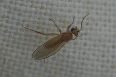 Lonchoptera