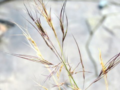 Aristida diffusa