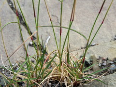 Aristida diffusa